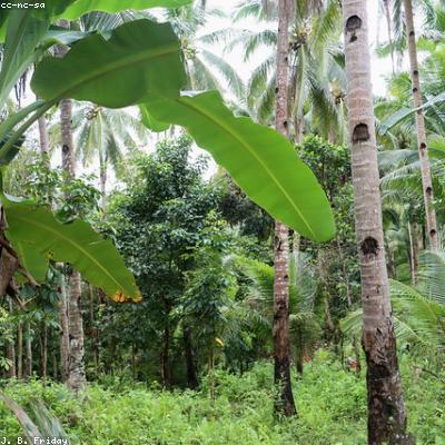 Coconut Milk Brew